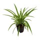 Gr&uuml;nlilie Chlorophytum comosum Henry | Hydrokultur Zimmerpflanze in Bl&auml;hton | H&auml;ngepflanze 35-45cm im Kulturtopf 13/12 mit Gie&szlig;anzeiger