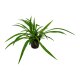 Gr&uuml;nlilie Chlorophytum comosum | Hydrokultur Zimmerpflanze in Bl&auml;hton | H&auml;ngepflanze 40-50cm im Kulturtopf 13/12 mit Gie&szlig;anzeiger