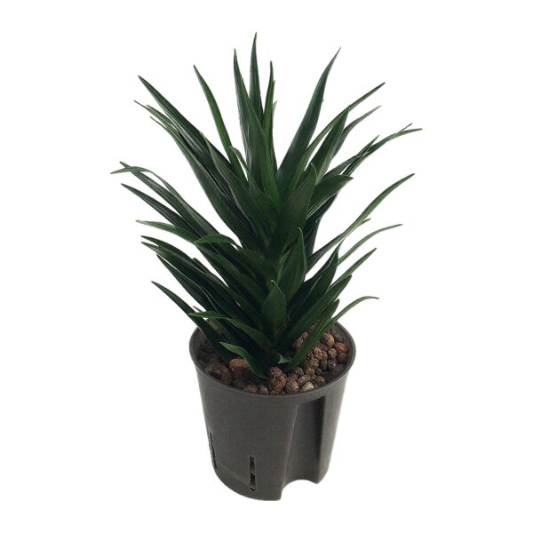 Drachenbaum Dracaena Twister | Hydrokultur Zimmerpflanze in Blähton | Grünpflanze 30cm im Kulturtopf 13/12 mit Gießanzeiger
