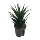 Drachenbaum Dracaena Twister | Hydrokultur Zimmerpflanze in Bl&auml;hton | Gr&uuml;npflanze 30cm im Kulturtopf 13/12 mit Gie&szlig;anzeiger