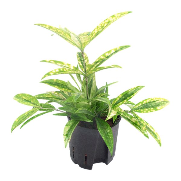 Drachenbaum Dracaena surculosa Mike Tuff | Hydrokultur Zimmerpflanze in Blähton | Grünpflanze 25-30cm im Kulturtopf 13/12 mit Gießanzeiger