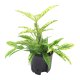 Drachenbaum Dracaena surculosa Mike Tuff | Hydrokultur Zimmerpflanze in Bl&auml;hton | Gr&uuml;npflanze 25-30cm im Kulturtopf 13/12 mit Gie&szlig;anzeiger