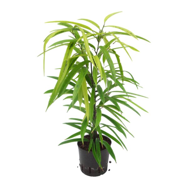 Schmalblättrige Feige Ficus binnendijkii Amstel Gold | Hydrokultur Zimmerpflanze in Blähton | Grünpflanze 30-40cm im Kulturtopf 13/12 mit Gießanzeiger
