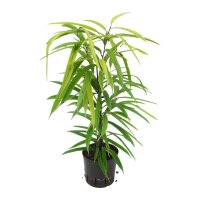 Schmalblättrige Feige Ficus binnendijkii Amstel Gold...