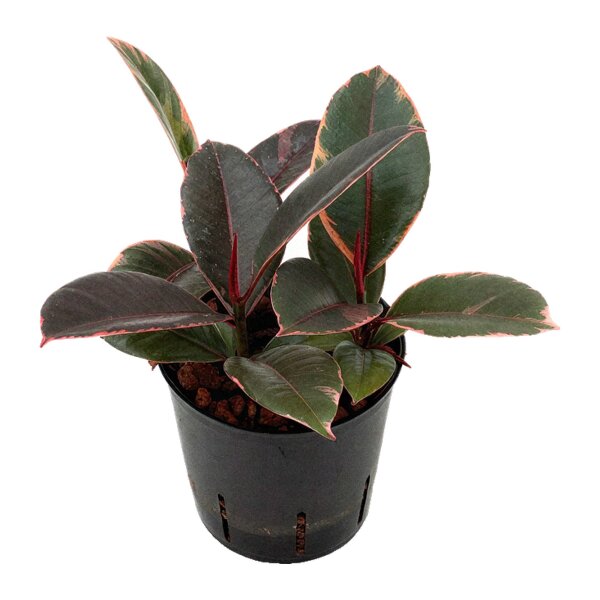 Gummibaum Ficus elastica Ruby | Hydrokultur Zimmerpflanze in Blähton | Grünpflanze 30cm im Kulturtopf 13/12 mit Gießanzeiger