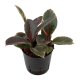 Gummibaum Ficus elastica Ruby | Hydrokultur Zimmerpflanze in Bl&auml;hton | Gr&uuml;npflanze 30cm im Kulturtopf 13/12 mit Gie&szlig;anzeiger