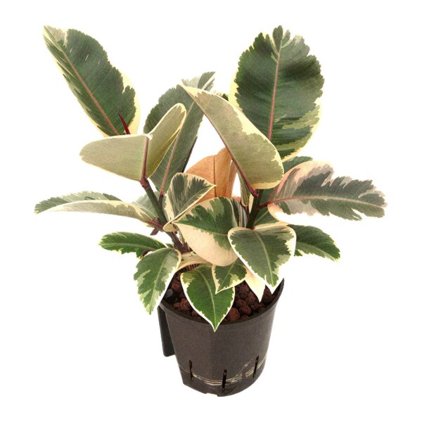 Gummibaum Ficus elastica Tineke | Hydrokultur Zimmerpflanze in Blähton | Grünpflanze 30cm im Kulturtopf 13/12 mit Gießanzeiger