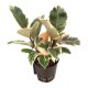 Gummibaum Ficus elastica Tineke | Hydrokultur Zimmerpflanze in Bl&auml;hton | Gr&uuml;npflanze 30cm im Kulturtopf 13/12 mit Gie&szlig;anzeiger
