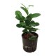 Chinesische Feige Ficus microcarpa Moclame Tuff | Hydrokultur Zimmerpflanze in Bl&auml;hton | Gr&uuml;npflanze 30-40cm im Kulturtopf 13/12 mit Gie&szlig;anzeiger