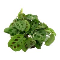Pfeilwurz Maranta leuconeura Beauty Kim | Hydrokultur...