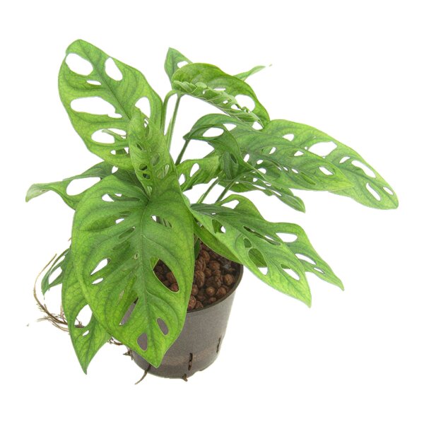 Fensterblatt Monstera obliqua | Hydrokultur Zimmerpflanze in Blähton | Hängepflanze 30-40cm im Kulturtopf 13/12 mit Gießanzeiger