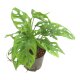 Fensterblatt Monstera obliqua | Hydrokultur Zimmerpflanze in Bl&auml;hton | H&auml;ngepflanze 30-40cm im Kulturtopf 13/12 mit Gie&szlig;anzeiger