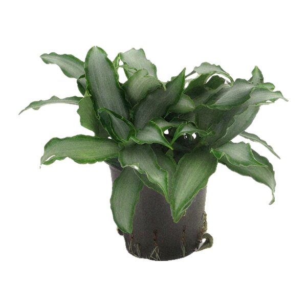 Murdannia Murdannia loriformis Bright Star | Hydrokultur Zimmerpflanze in Blähton | Hängepflanze 25-35cm im Kulturtopf 13/12 mit Gießanzeiger
