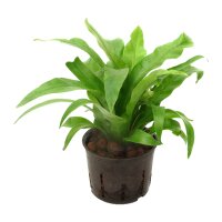 Nestfarn Asplenium antiquum | Hydrokultur Zimmerpflanze...