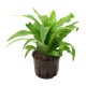 Nestfarn Asplenium antiquum | Hydrokultur Zimmerpflanze in Bl&auml;hton | Farn 25-35cm im Kulturtopf 11/9 mit Gie&szlig;anzeiger