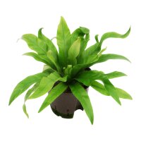 Nestfarn Asplenium antiquum | Hydrokultur Zimmerpflanze...