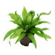 Nestfarn Asplenium antiquum | Hydrokultur Zimmerpflanze in Bl&auml;hton | Farn 35-45cm im Kulturtopf 13/12 mit Gie&szlig;anzeiger