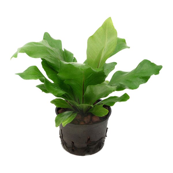 Nestfarn Asplenium nidus | Hydrokultur Zimmerpflanze in Blähton | Farn 30-40cm im Kulturtopf 13/12 mit Gießanzeiger
