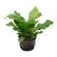 Nestfarn Asplenium nidus | Hydrokultur Zimmerpflanze in Bl&auml;hton | Farn 30-40cm im Kulturtopf 13/12 mit Gie&szlig;anzeiger