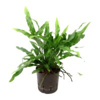 Hasenpfotenfarn Davallia mariesii Microsorum |...