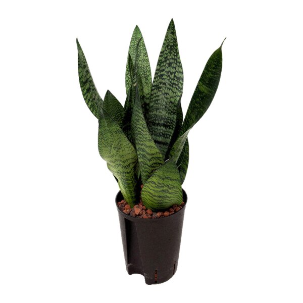 Bogenhanf Sansevieria trifasciata Superba Green Tuff | Hydrokultur Zimmerpflanze in Blähton | Sukkulente 50-60cm im Kulturtopf 15/19 mit Gießanzeiger