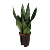 Bogenhanf Sansevieria trifasciata Superba Green Tuff |...