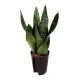 Bogenhanf Sansevieria trifasciata Superba Green Tuff | Hydrokultur Zimmerpflanze in Bl&auml;hton | Sukkulente 50-60cm im Kulturtopf 15/19 mit Gie&szlig;anzeiger