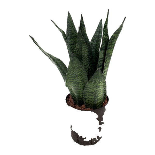 Bogenhanf Sansevieria trifasciata Superba Green Tuff | Hydrokultur Zimmerpflanze in Blähton | Sukkulente 50-60cm im Kulturtopf 18/19 mit Gießanzeiger