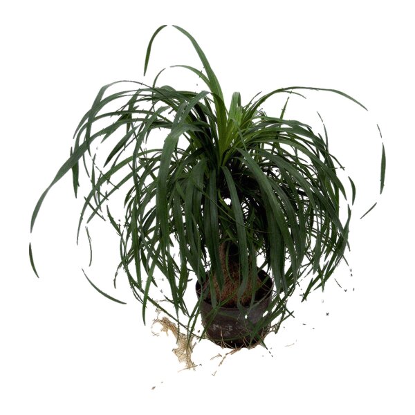 Elefantenfuß Beaucarnea recurvata verzweigt | Hydrokultur Zimmerpflanze in Blähton | Sukkulente 60cm im Kulturtopf 18/12 mit Gießanzeiger