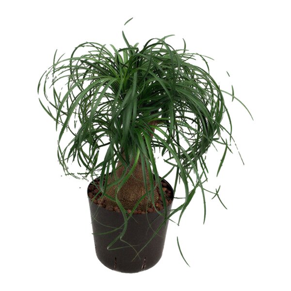 Elefantenfuß Beaucarnea recurvata verzweigt | Hydrokultur Zimmerpflanze in Blähton | Sukkulente 70cm im Kulturtopf 22/19 mit Gießanzeiger