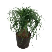 Elefantenfuß Beaucarnea recurvata verzweigt |...