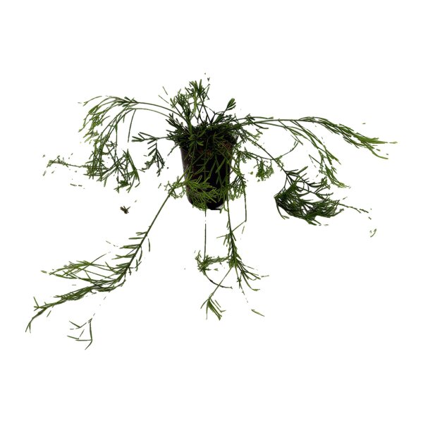 Binsenkaktus Rhipsalis Pasiora | Hydrokultur Zimmerpflanze in Blähton | Sukkulente 30-40cm im Kulturtopf 15/19 mit Gießanzeiger