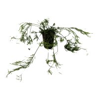 Binsenkaktus Rhipsalis Pasiora | Hydrokultur...