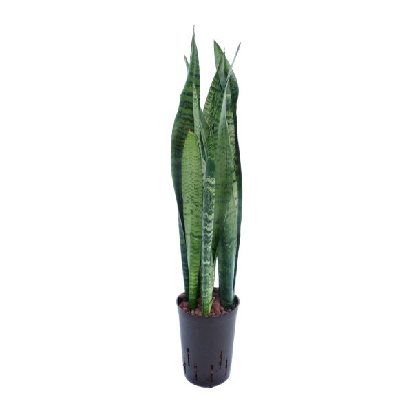 Bogenhanf Sansevieria trifasciata Ceylanica Tuff | Hydrokultur Zimmerpflanze in Blähton | Sukkulente 80-90cm im Kulturtopf 15/19 mit Gießanzeiger