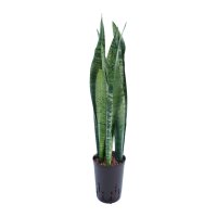 Bogenhanf Sansevieria trifasciata Ceylanica Tuff |...