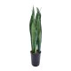 Bogenhanf Sansevieria trifasciata Ceylanica Tuff | Hydrokultur Zimmerpflanze in Bl&auml;hton | Sukkulente 80-90cm im Kulturtopf 15/19 mit Gie&szlig;anzeiger