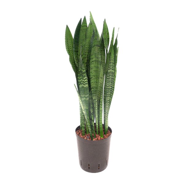 Bogenhanf Sansevieria trifasciata Ceylanica Tuff | Hydrokultur Zimmerpflanze in Blähton | Sukkulente 80cm im Kulturtopf 18/19 mit Gießanzeiger