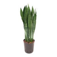 Bogenhanf Sansevieria trifasciata Ceylanica Tuff |...