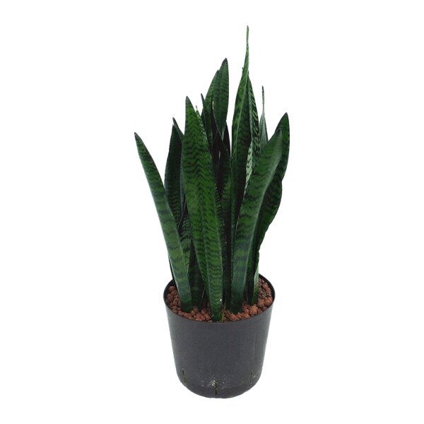 Bogenhanf Sansevieria trifasciata Ceylanica Tuff | Hydrokultur Zimmerpflanze in Blähton | Sukkulente 70-75cm im Kulturtopf 22/19 mit Gießanzeiger