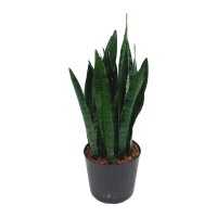 Bogenhanf Sansevieria trifasciata Ceylanica Tuff |...