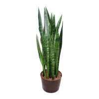 Bogenhanf Sansevieria trifasciata Ceylanica Tuff |...