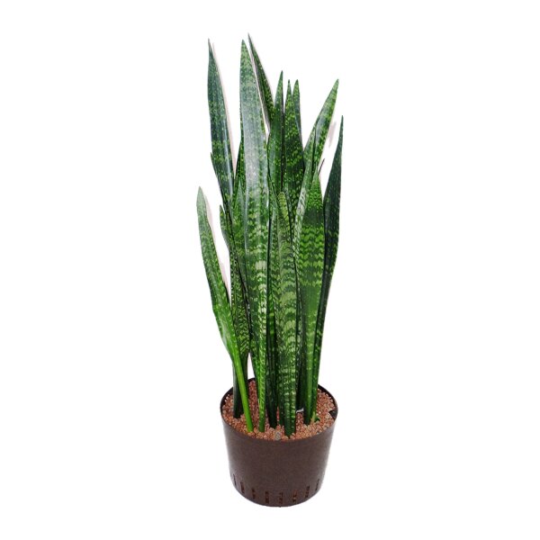 Bogenhanf Sansevieria trifasciata Ceylanica Tuff | Hydrokultur Zimmerpflanze in Blähton | Sukkulente 100cm im Kulturtopf 28/19 mit Gießanzeiger