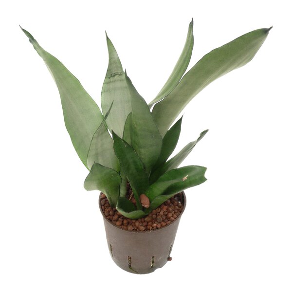 Bogenhanf Sansevieria trifasciata Moonshine | Hydrokultur Zimmerpflanze in Blähton | Sukkulente 25-30cm im Kulturtopf 13/12 mit Gießanzeiger