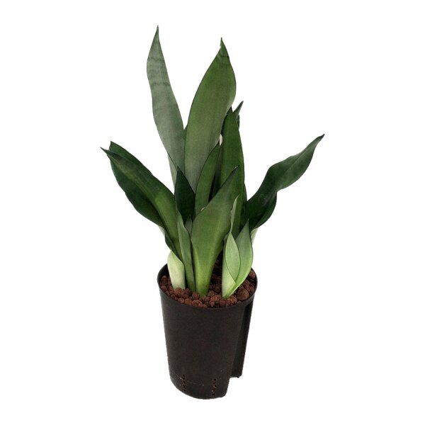 Bogenhanf Sansevieria trifasciata Moonshine Tuff | Hydrokultur Zimmerpflanze in Blähton | Sukkulente 50-60cm im Kulturtopf 15/19 mit Gießanzeiger