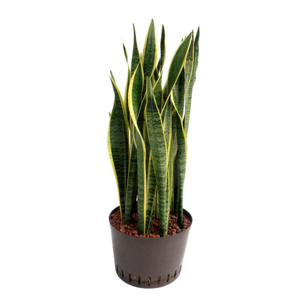 Bogenhanf Sansevieria trifasciata Laurentii Tuff | Hydrokultur Zimmerpflanze in Blähton | Sukkulente 90-100cm im Kulturtopf 28/19 mit Gießanzeiger