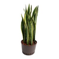 Bogenhanf Sansevieria trifasciata Laurentii Tuff |...
