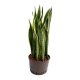 Bogenhanf Sansevieria trifasciata Laurentii Tuff | Hydrokultur Zimmerpflanze in Bl&auml;hton | Sukkulente 90-100cm im Kulturtopf 28/19 mit Gie&szlig;anzeiger
