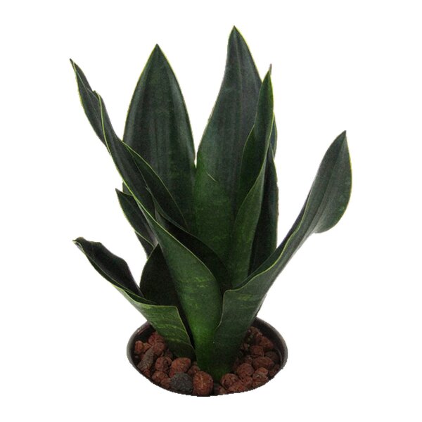 Bogenhanf Sansevieria trifasciata Black Diamond | Hydrokultur Zimmerpflanze in Blähton | Sukkulente 25-30cm im Kulturtopf 13/12 mit Gießanzeiger