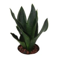 Bogenhanf Sansevieria trifasciata Black Diamond |...