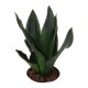 Bogenhanf Sansevieria trifasciata Black Diamond | Hydrokultur Zimmerpflanze in Bl&auml;hton | Sukkulente 25-30cm im Kulturtopf 13/12 mit Gie&szlig;anzeiger